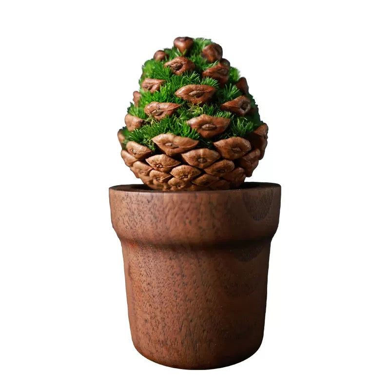 BIOCURIO Mini Potted Plants Perfect Office Gift